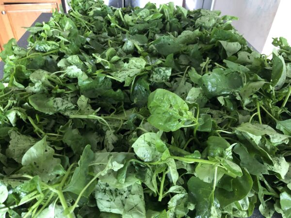 Njama Njama Leaves - 500g